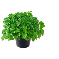 CITRONNELLE GRAND POT X6